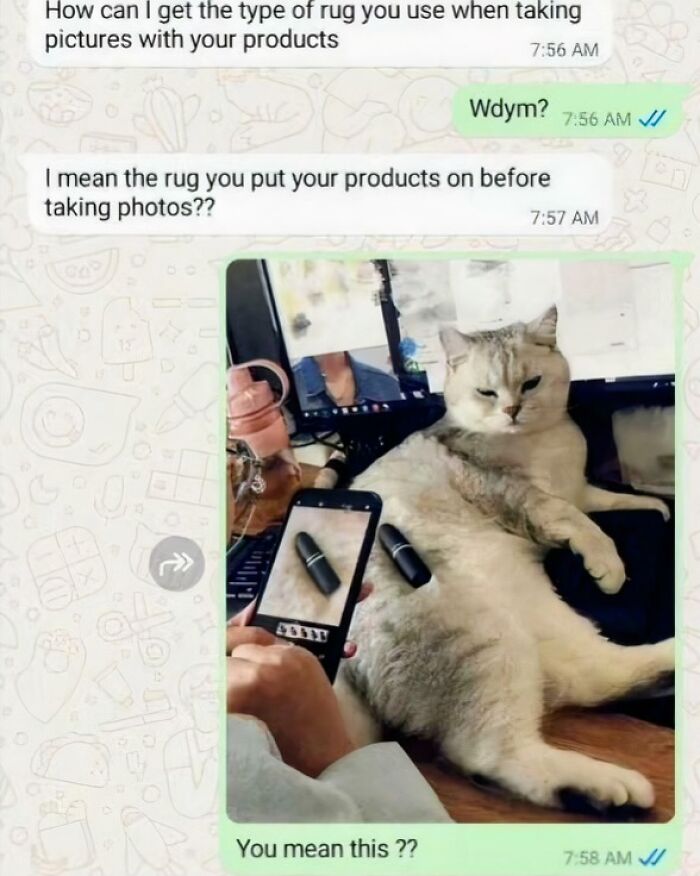 It’s Always A Cat, Honestly