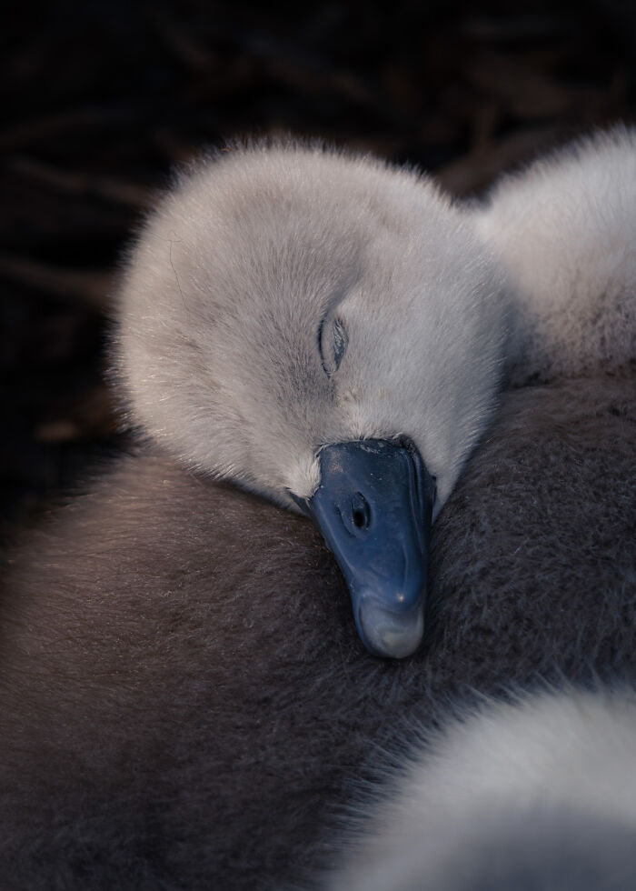 Young Wildlife Photo Champ: 'Feathery Pillow' By Ben Lucas