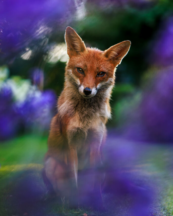 Cool Fox Pic: 'Through The Lavender' By Felix Belloin
