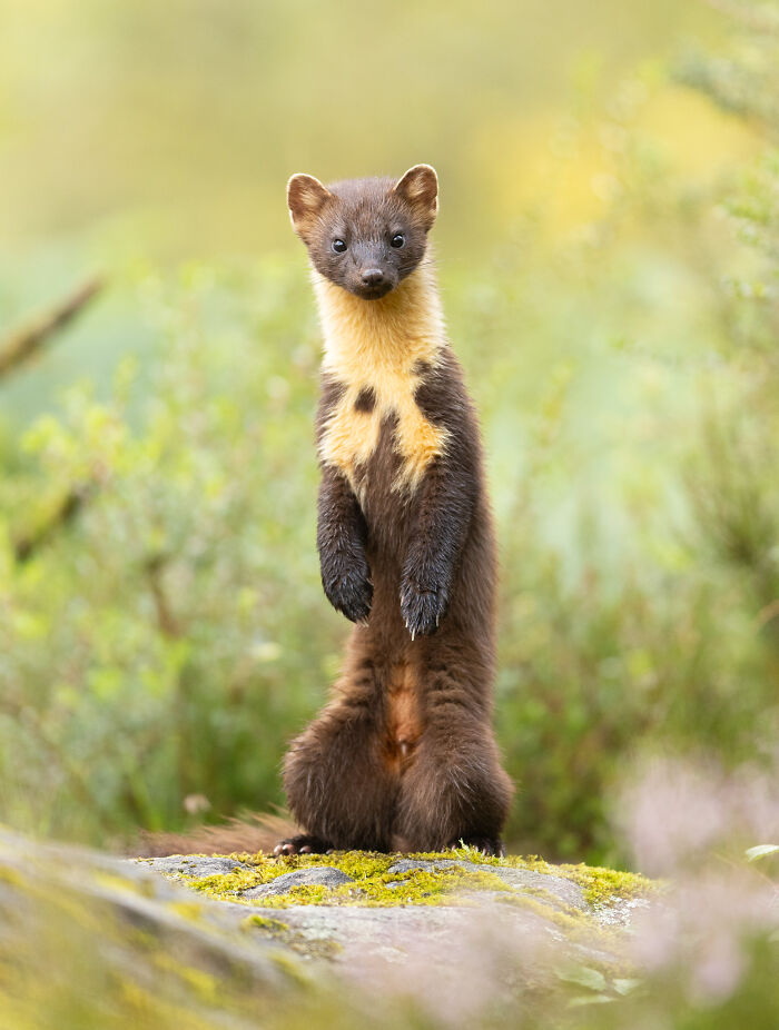 Pine Marten Pose: 'Standing Tall' By Alastair Marsh
