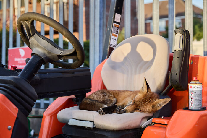 Fox Snooze Spot: 'Asleep At The Wheel' By Simon Withyman