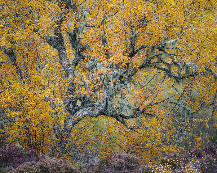 Woodland Charm: 'Autumn Dancer' By Duncan Wood