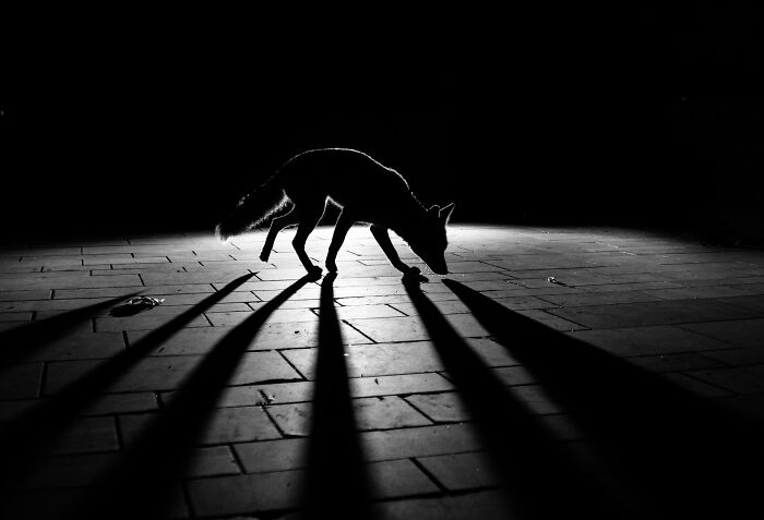 Shadow Fox: 'Emerging In The Light' By Chris Wardell