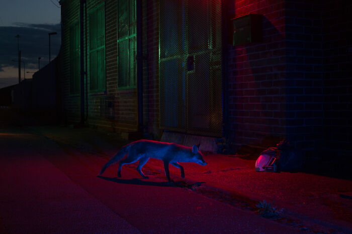 Neon Nights: 'Night Dweller' By Kyle Moore
