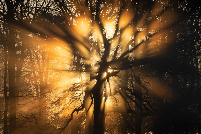Woodland Sunburst: 'Beams Of Brightness' By Mark Richardson