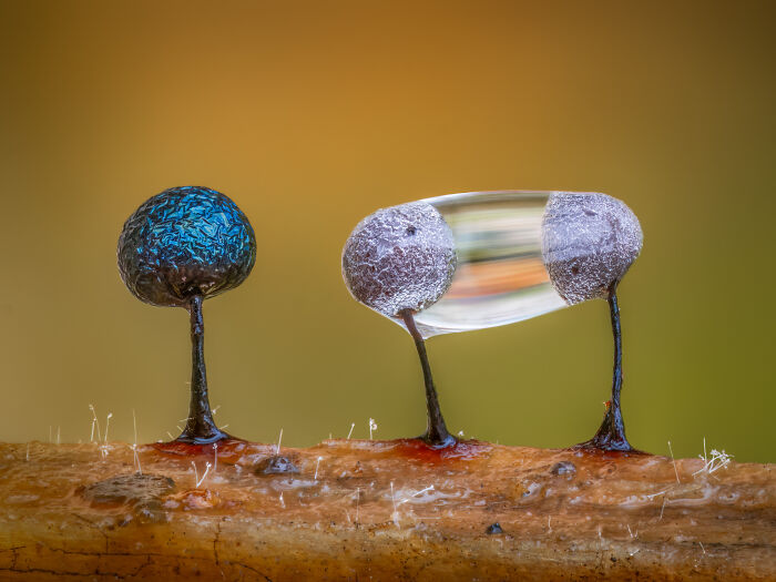 Tiny Art: 'Slime Moulds And A Water Droplet' By Barry Webb