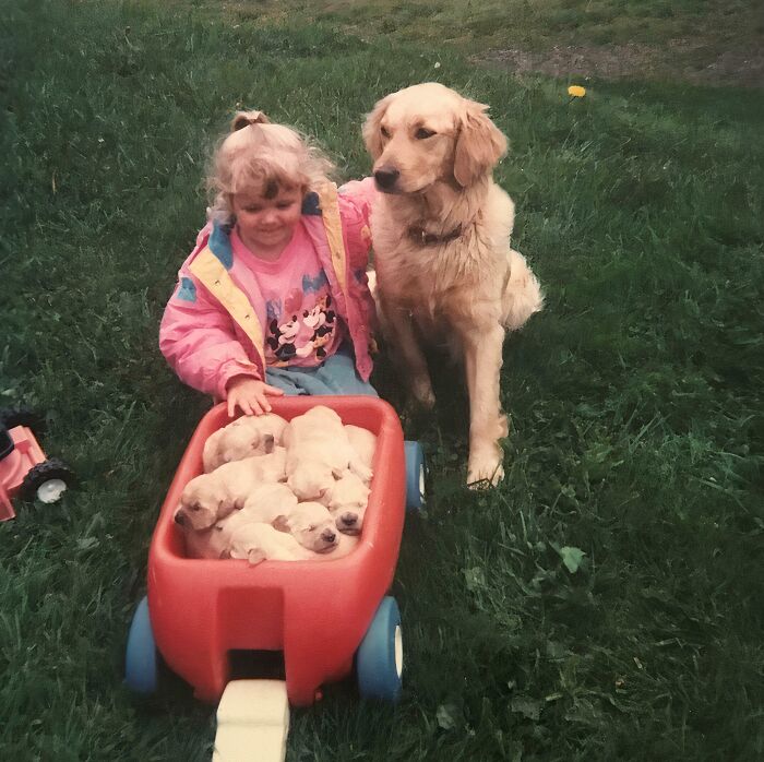 My Parents Bred Golden Retrievers And I Piled Them Everywhere