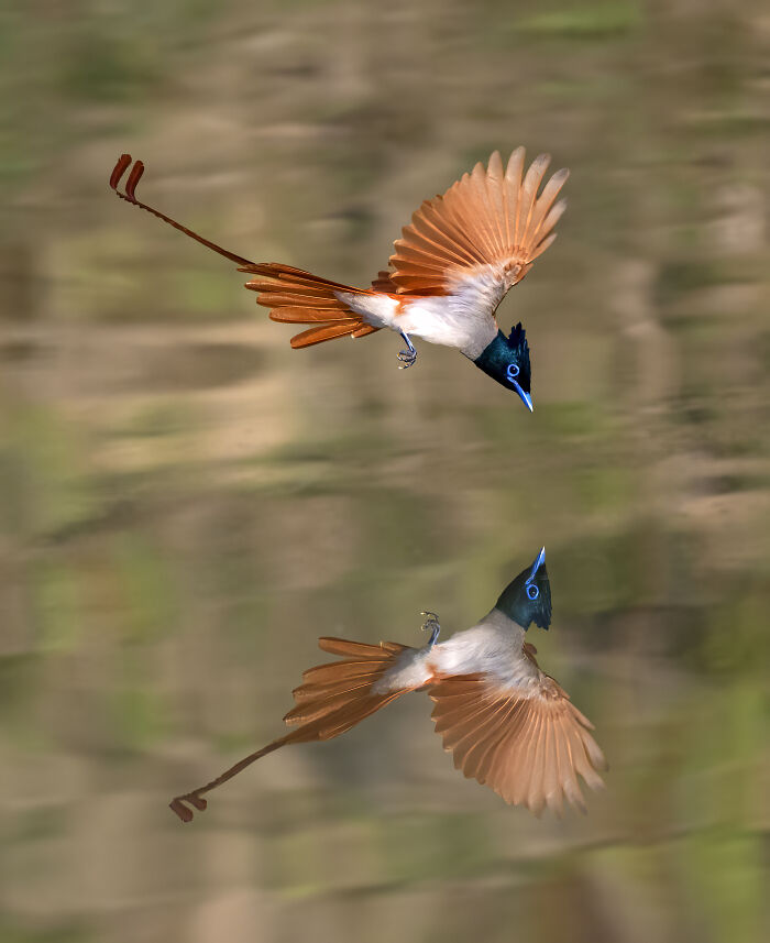 Indian Paradise Flycatcher: The Fancy Feathered Showoff