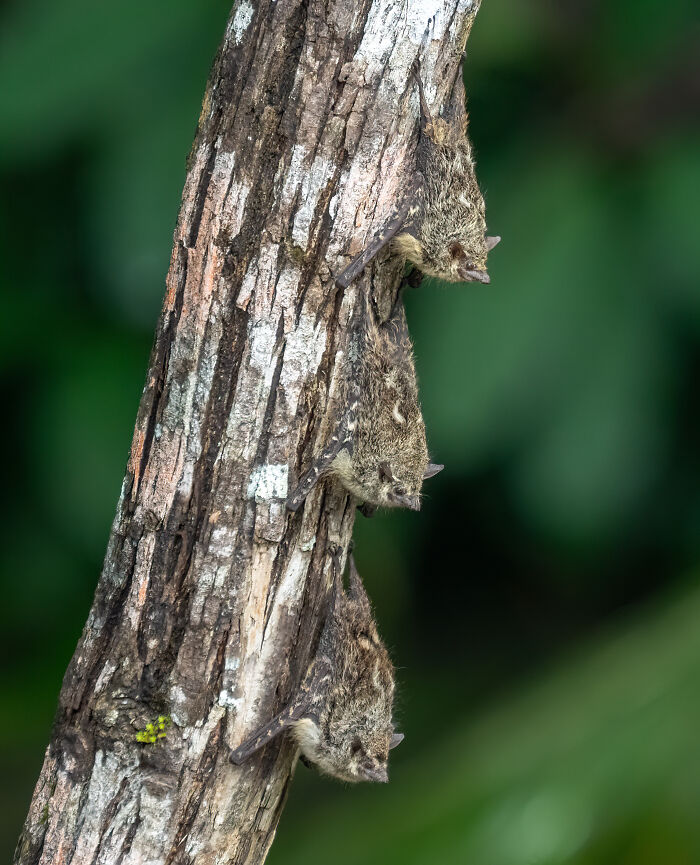 Proboscis Bats: The Nose Knows