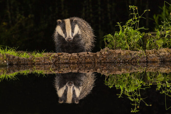 Badger’s Night Swim: Splashing After Dark