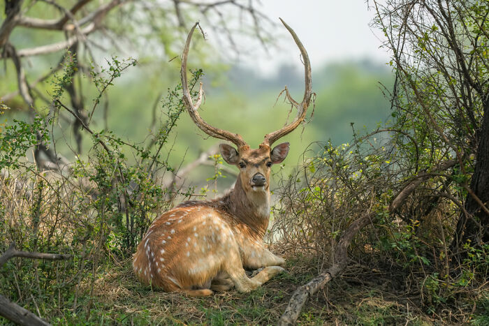 Chital Deer Hanging Out In India’s Park