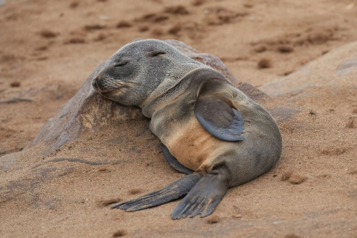 Nap Time For This Baby Cape Fur Seal
