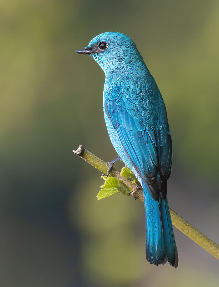Verditer Flycatcher: The Blue Wonder
