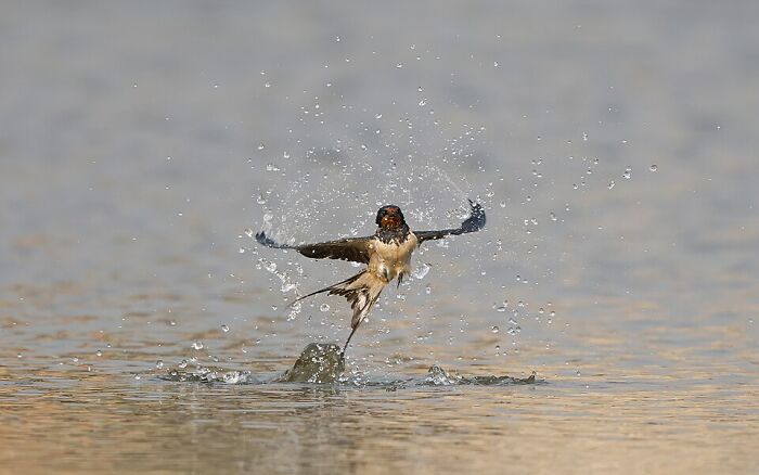 Barn Swallow Showing Off Its Best Dance Moves