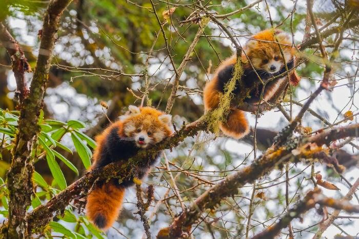 Two Red Panda Cubs: The Ultimate Tree Huggers