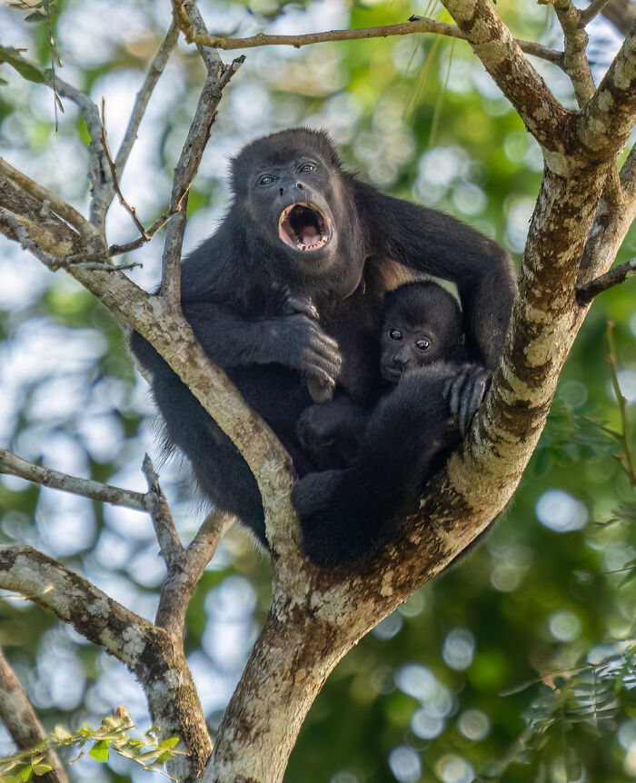 Golden Mantled Howler Monkey Family Time