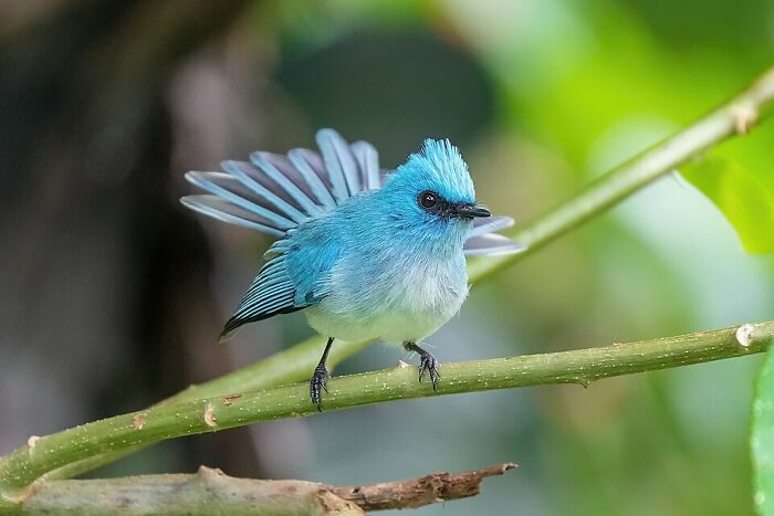African Blue Flycatcher: Coolest Bird in Uganda