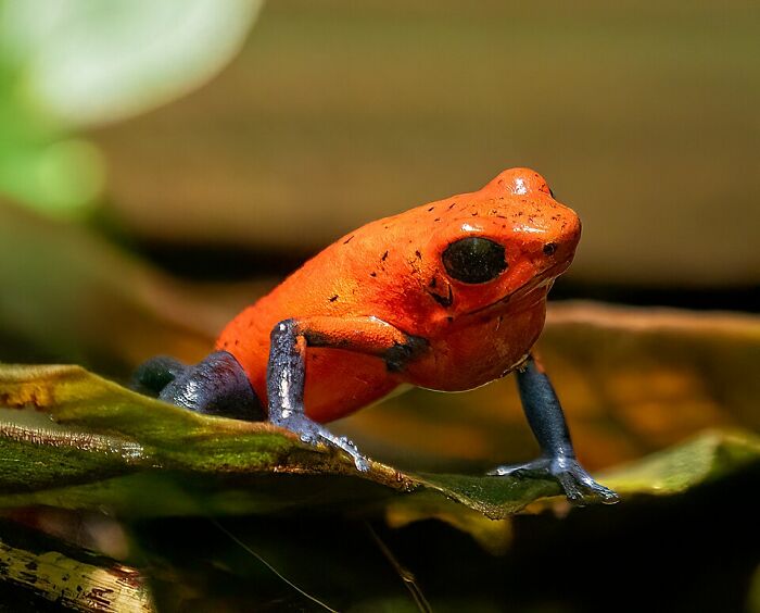 Strawberry Poison Dart Frog: Nature’s Tiny Red Firecracker
