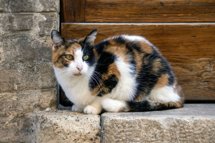 Calico Cat Rocking The Tricolor Coat