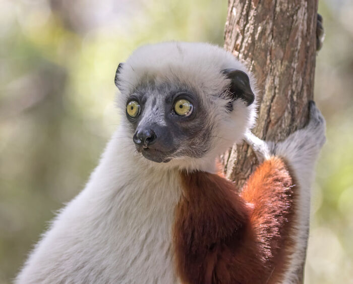 Verreaux’s Sifaka: The Madagascar Jumper