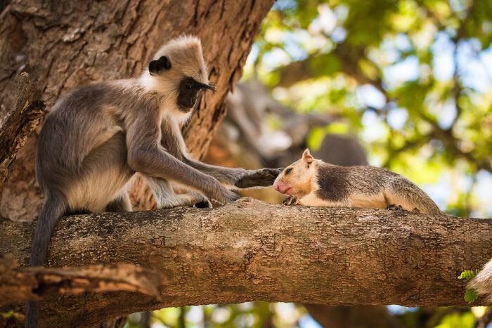 Tufted Gray Langur Says Hello To Its Squirrel Pal