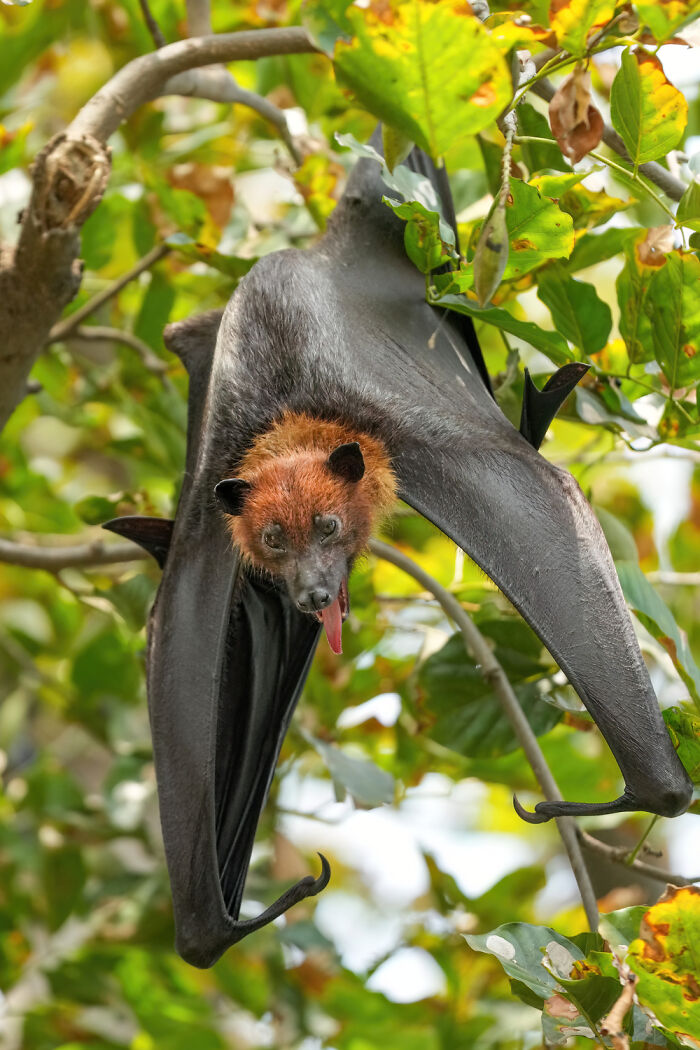 Indian Flying Fox: The Superhero Bat