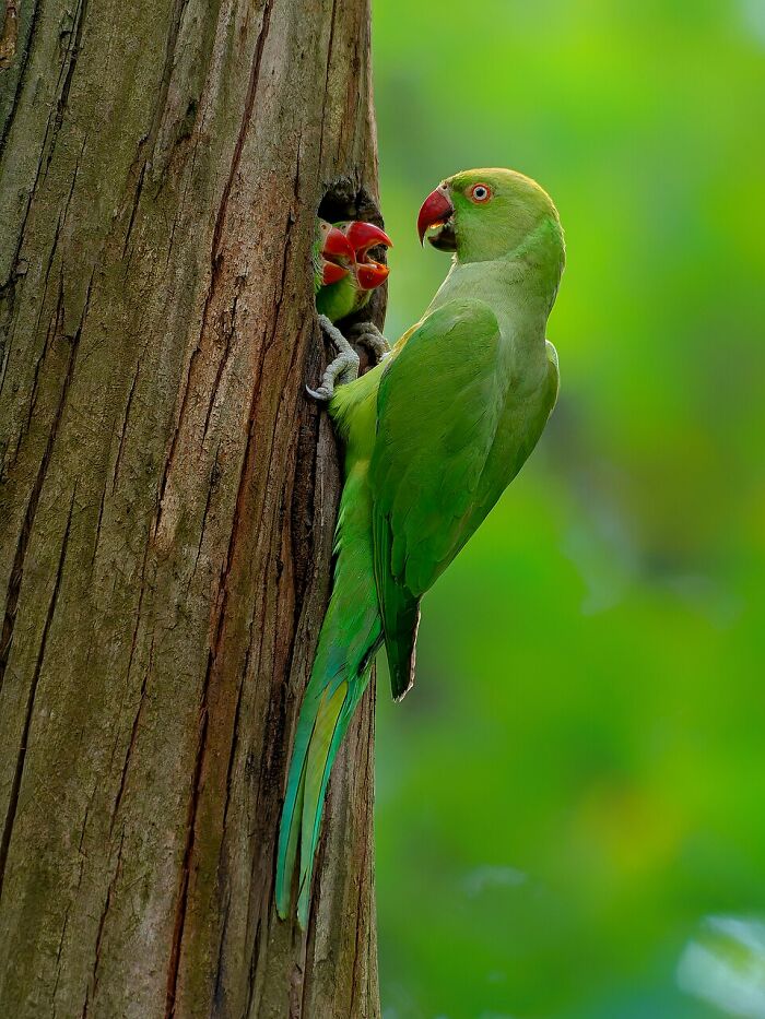 Rose-Ringed Parakeet: That Pop Of Green You Didn’t Know You Needed