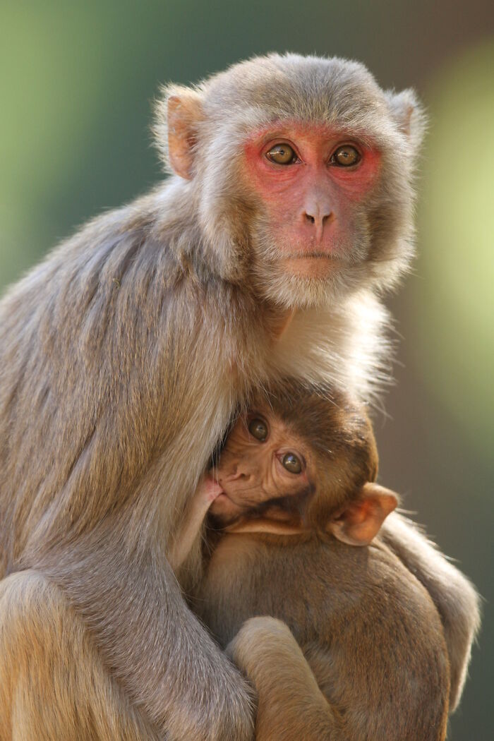 Rhesus Macaque: The Curious Critter