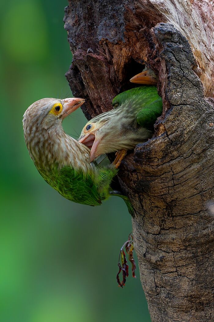 Lineated Barbet: The Bird With The Cool Hairdo