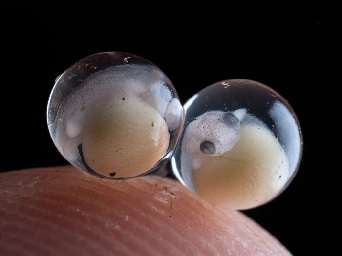 Greenhouse Frog Eggs: Tiny Wonders On Your Fingertip