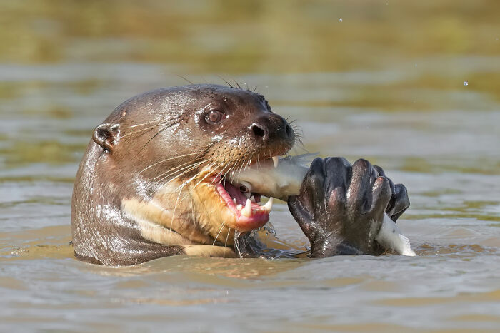 Giant Otter’s Fish Feast