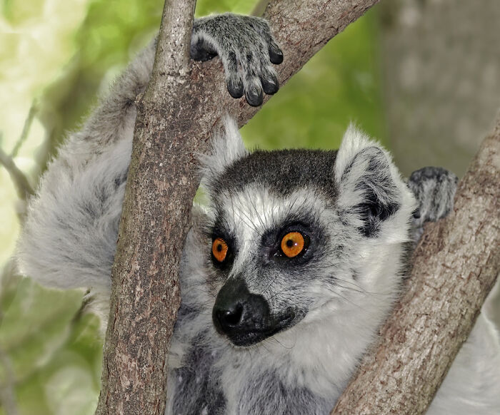 Ring-Tailed Lemur: Master of the Madagascar Look