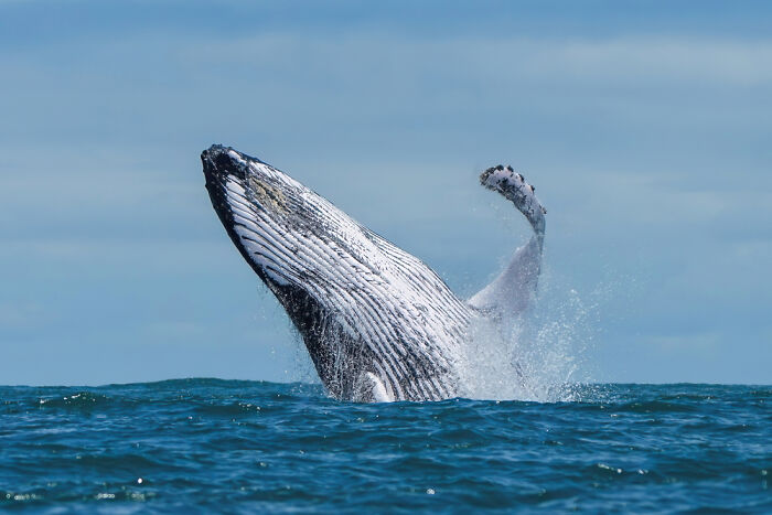 Humpback Whale’s Epic Jump