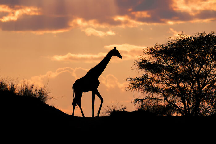 Angolan Giraffe’s Sunrise Silhouette