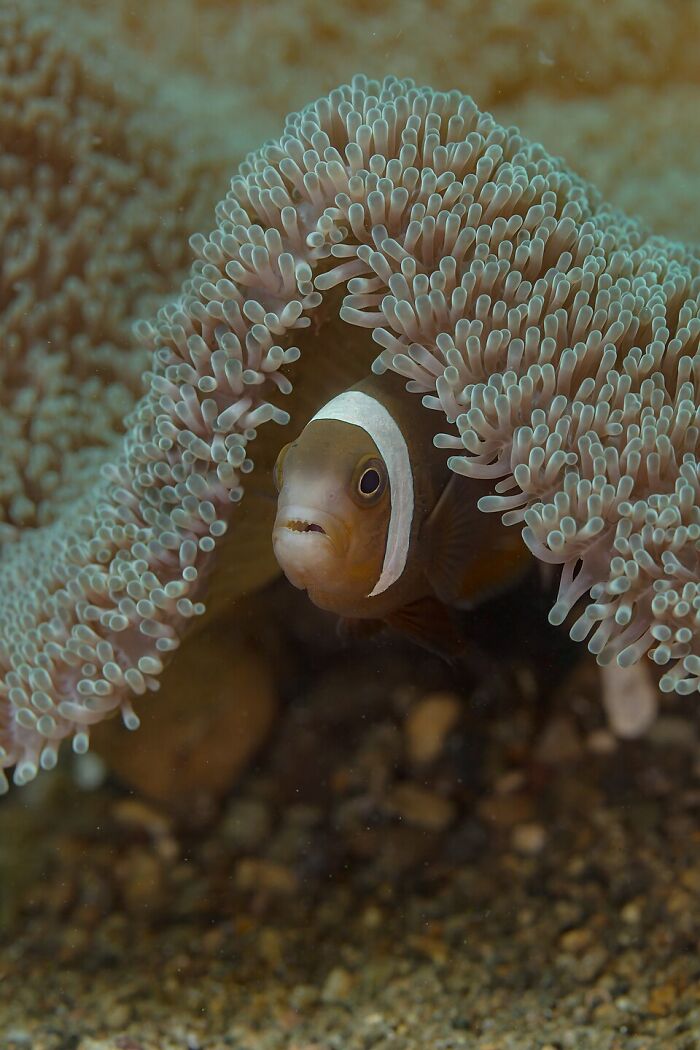 Saddleback Clownfish Hiding Out In The Anemone