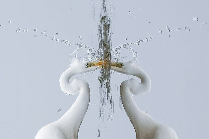 Great Egret: Patience Is Its Fishing Game