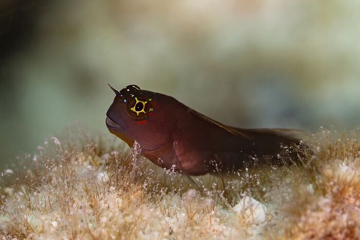 Gulf Blenny: Tiny Fish, Big Personality