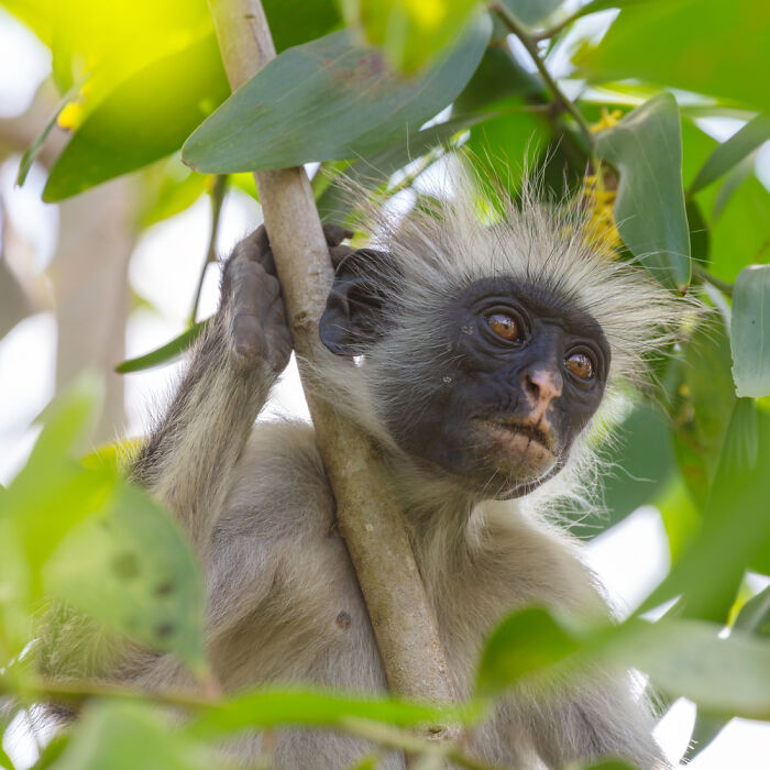 Piliocolobus Kirkii: Zanzibar’s Chilled-Out Monkey