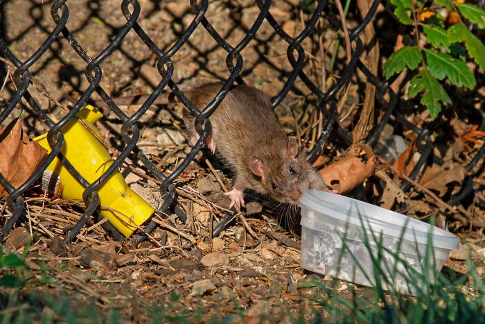 Brown Rat On The Food Hunt
