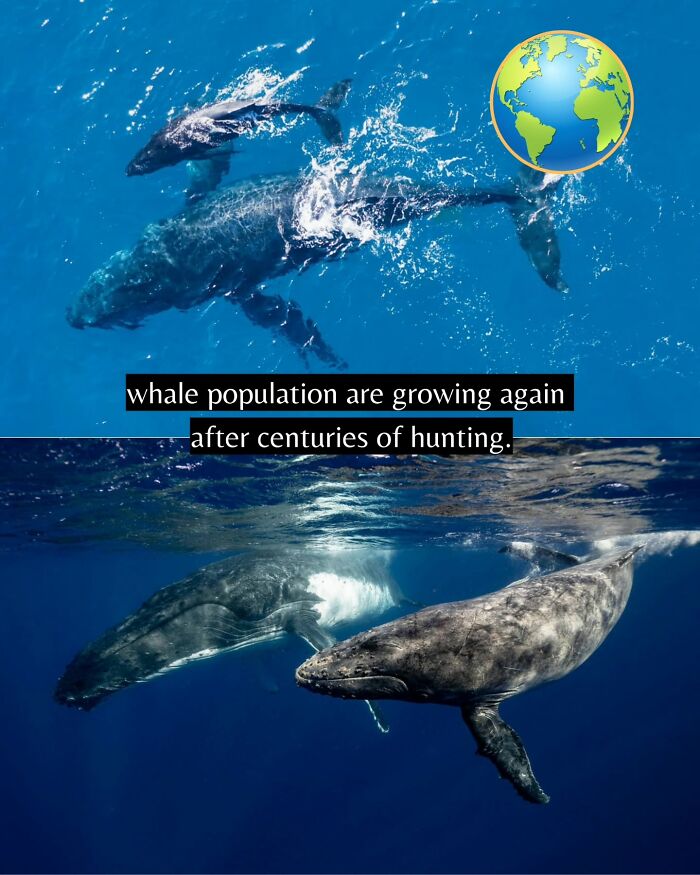 Yep, The World’s Got Some Good Vibes Right Now (55 Feel-Good Pics)