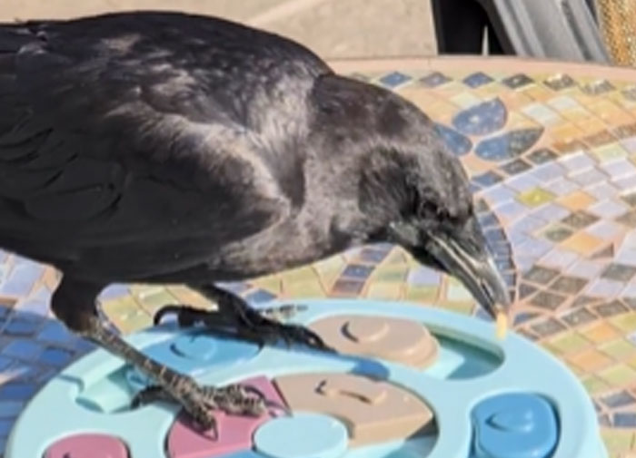 Wait, Animals Outsmarting Us? 43 Creepy (and Crazy Cool) Tales of Brains in Action