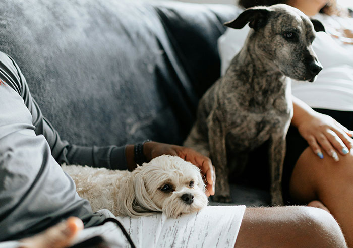 Wait, Animals Outsmarting Us? 43 Creepy (and Crazy Cool) Tales of Brains in Action