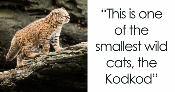 Nature’s Funniest & Rarest Animal Pics That’ll Totally Surprise You