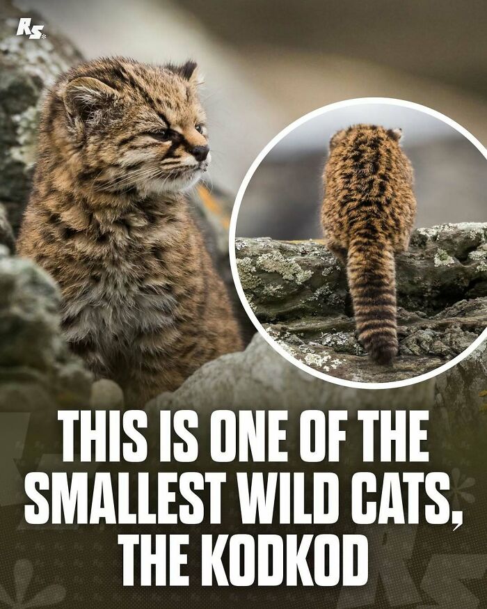 Nature's Funniest & Rarest Animal Pics That'll Totally Surprise You