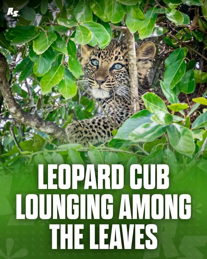 Nature's Funniest & Rarest Animal Pics That'll Totally Surprise You