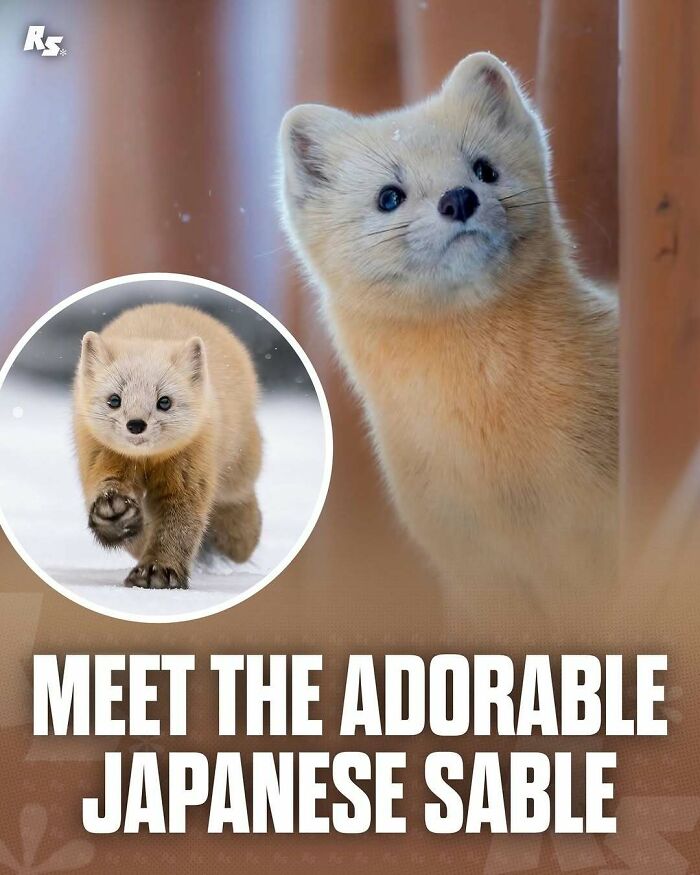 Nature's Funniest & Rarest Animal Pics That'll Totally Surprise You