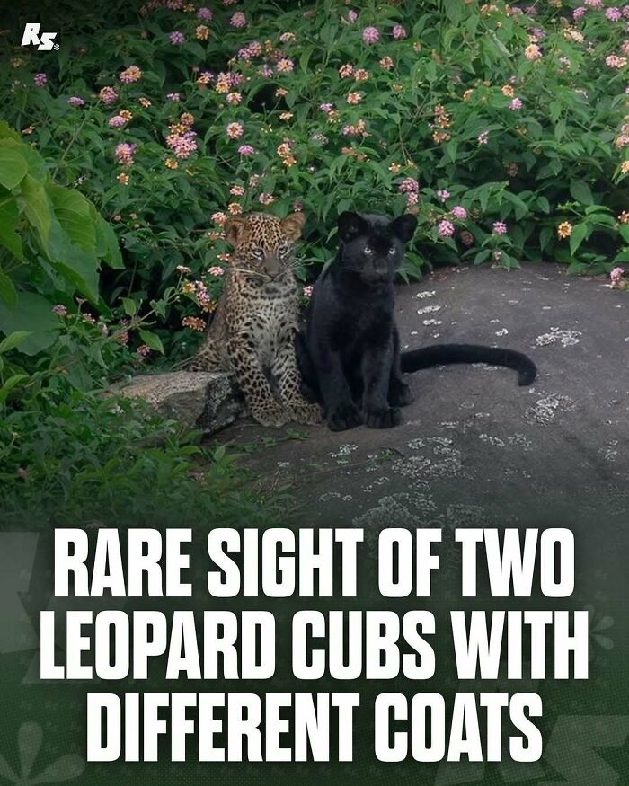 Nature's Funniest & Rarest Animal Pics That'll Totally Surprise You