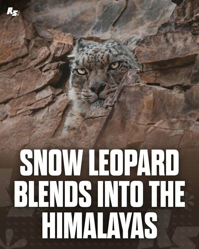 Nature's Funniest & Rarest Animal Pics That'll Totally Surprise You