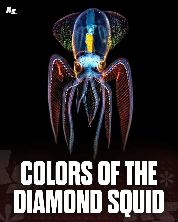 Nature's Funniest & Rarest Animal Pics That'll Totally Surprise You