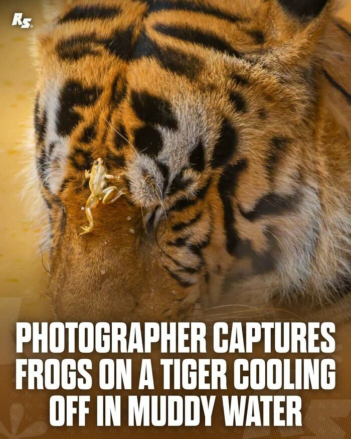 Nature's Funniest & Rarest Animal Pics That'll Totally Surprise You